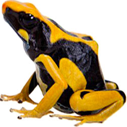Matecho Dart Frog